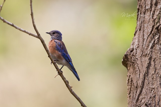 Western bluebird