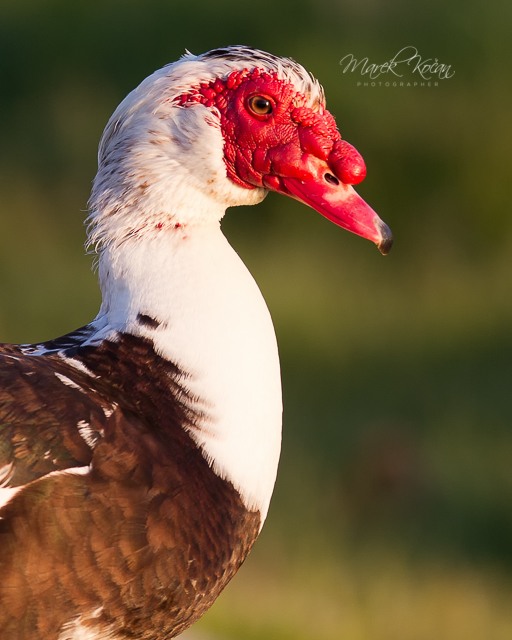 Muscovy duck - Pižmovka velká 