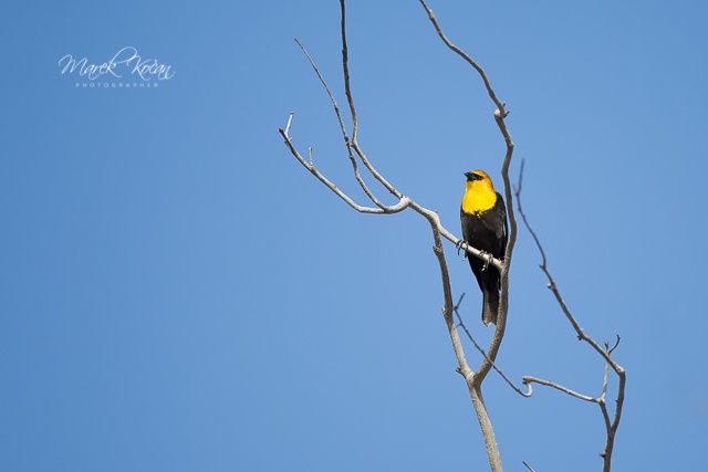 Yellow-headed Blackbird 