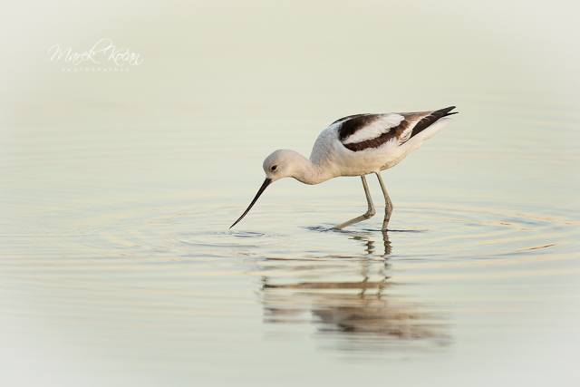 American Avocet Tenkozobec americký 