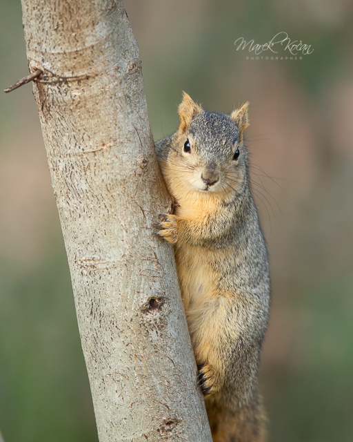Veverička 