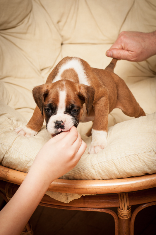 boxer - puppies MK fotograf,Marek Kočan,boxer,popies,