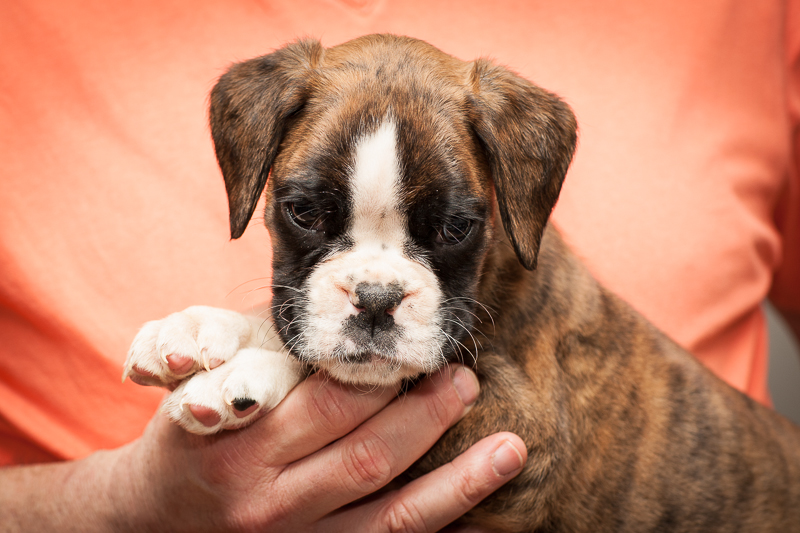 boxer - puppies MK fotograf,Marek Kočan,boxer,popies,