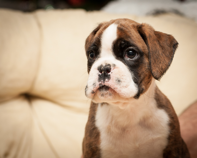 boxer - puppies MK fotograf,Marek Kočan,boxer,popies,