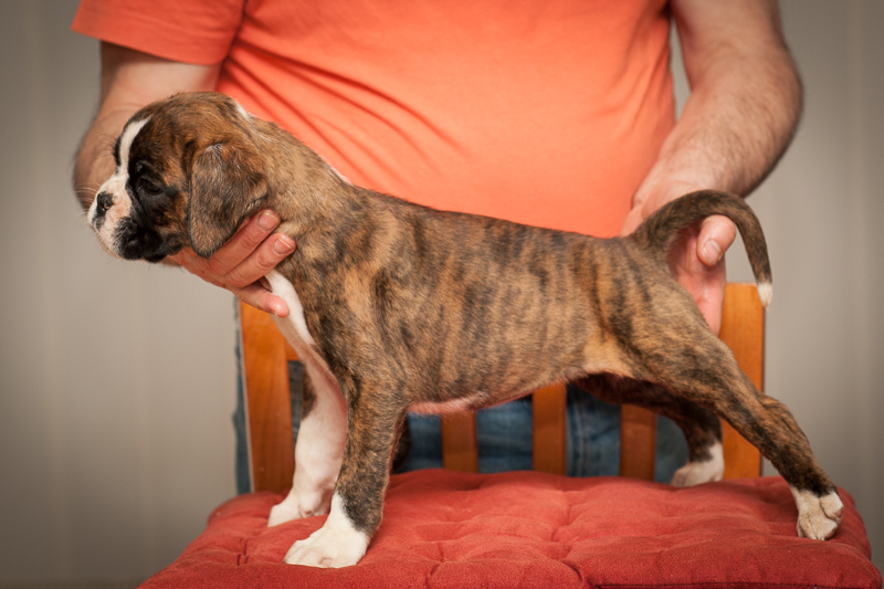 boxer - puppies MK fotograf,Marek Kočan,boxer,popies,