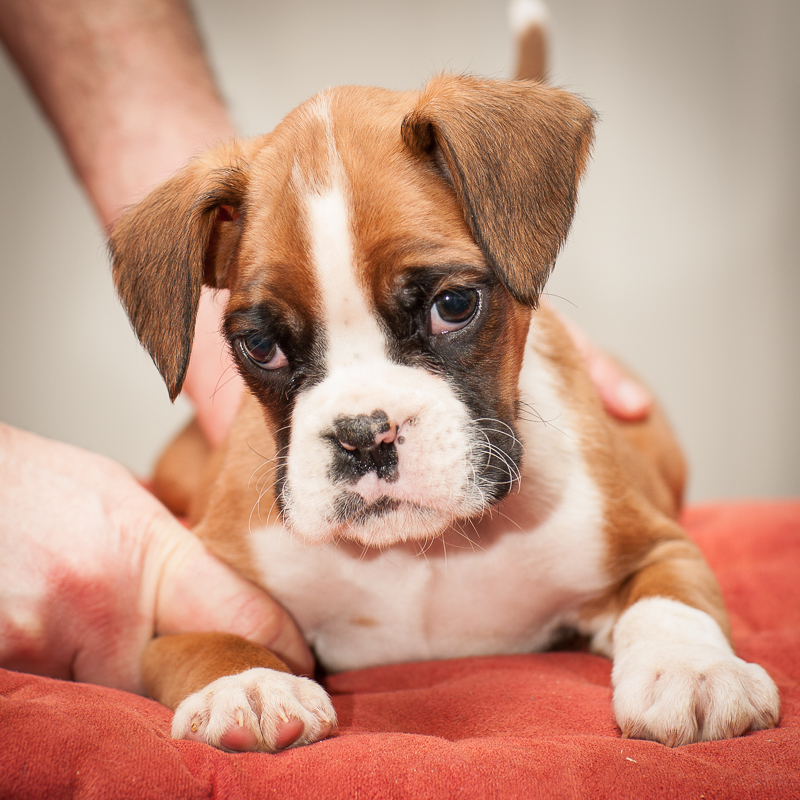 boxer - puppies MK fotograf,Marek Kočan,boxer,popies,