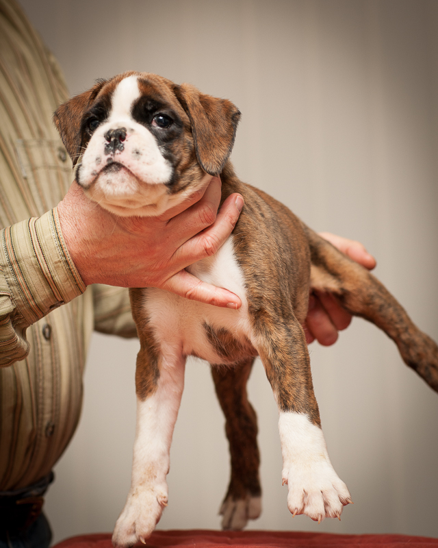 boxer - puppies MK fotograf,Marek Kočan,boxer,popies,
