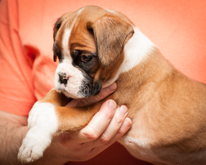 boxer - puppies MK fotograf,Marek Kočan,boxer,popies,
