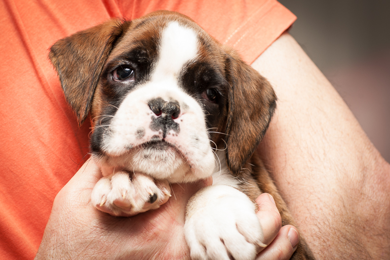 boxer - puppies MK fotograf,Marek Kočan,boxer,popies,
