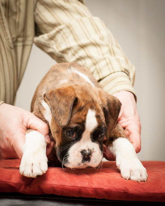 boxer - puppies MK fotograf,Marek Kočan,boxer,popies,