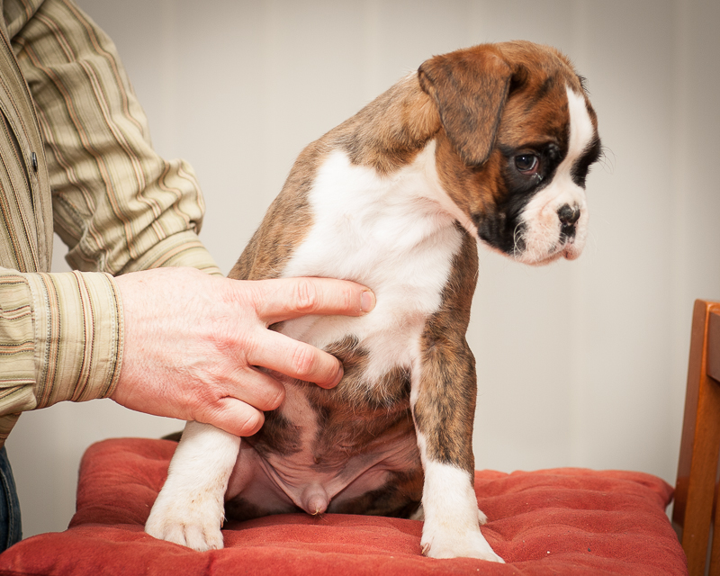 boxer - puppies MK fotograf,Marek Kočan,boxer,popies,