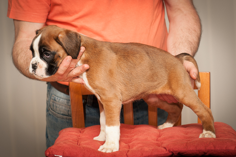 boxer - puppies MK fotograf,Marek Kočan,boxer,popies,