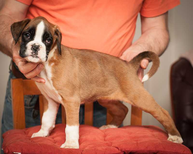 boxer - puppies MK fotograf,Marek Kočan,boxer,popies,