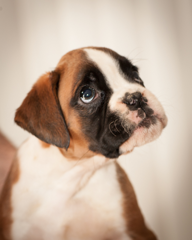 boxer - puppies MK fotograf,Marek Kočan,boxer,popies,