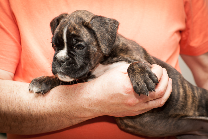 boxer - puppies MK fotograf,Marek Kočan,boxer,popies,
