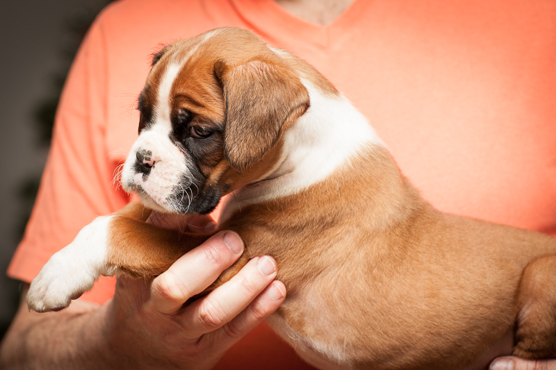 boxer - puppies MK fotograf,Marek Kočan,boxer,popies,