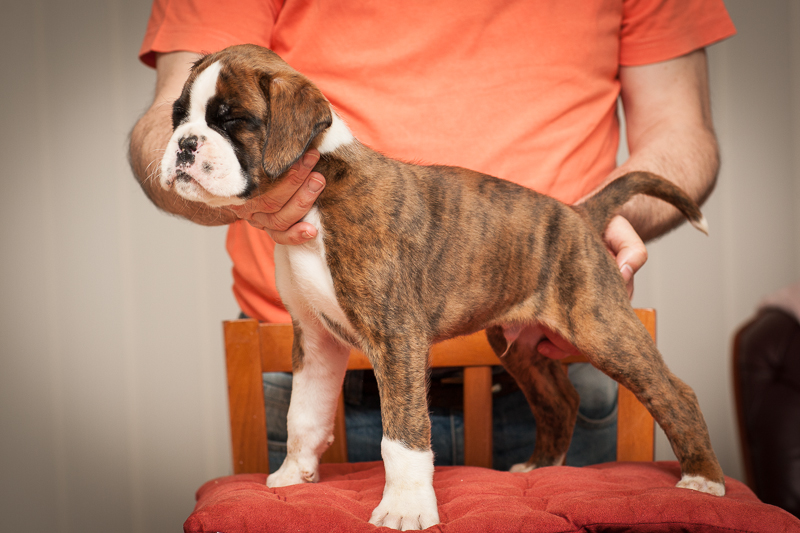 boxer - puppies MK fotograf,Marek Kočan,boxer,popies,