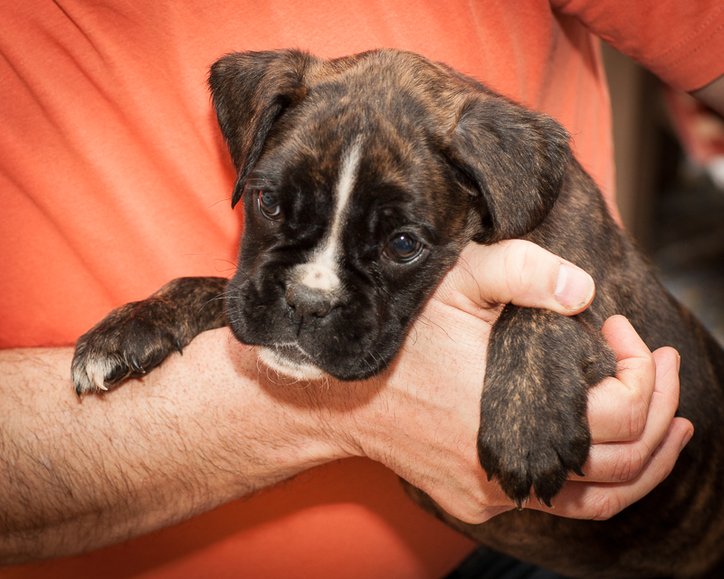 boxer - puppies MK fotograf,Marek Kočan,boxer,popies,