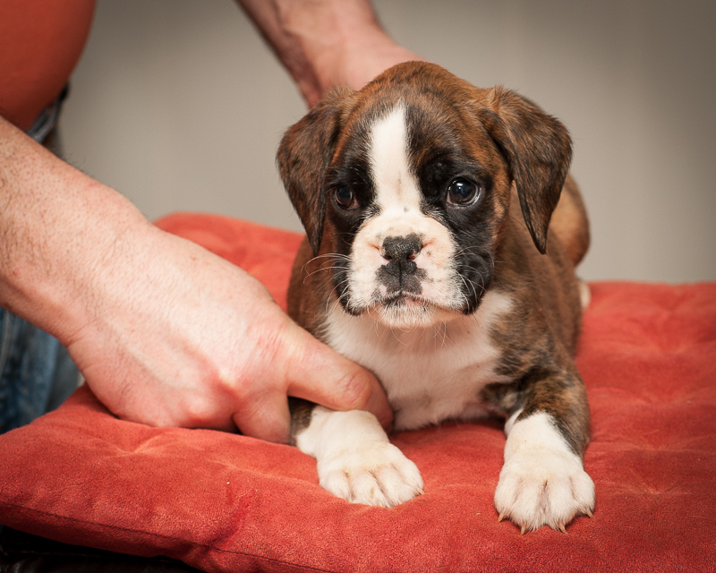 boxer - puppies MK fotograf,Marek Kočan,boxer,popies,