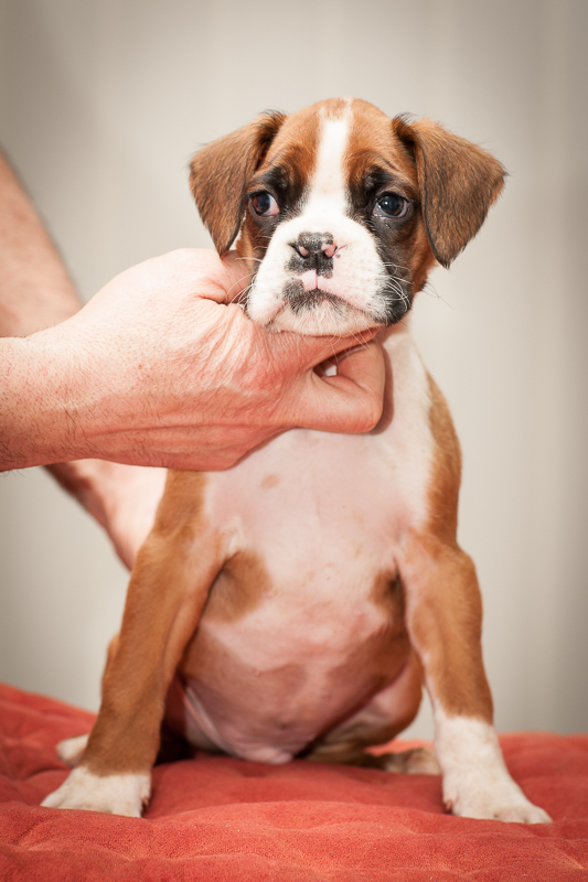 boxer - puppies MK fotograf,Marek Kočan,boxer,popies,