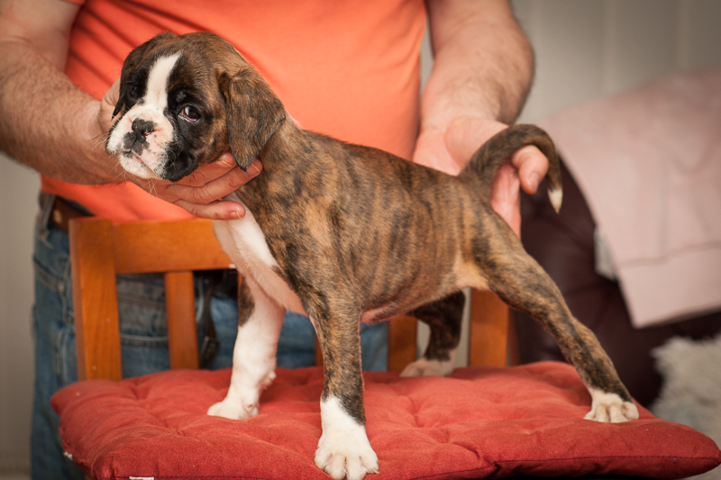 boxer - puppies MK fotograf,Marek Kočan,boxer,popies,