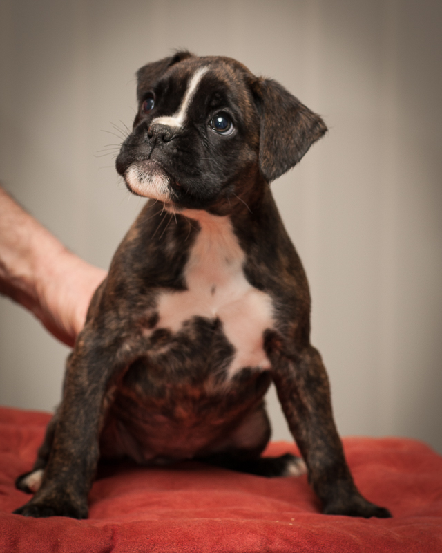 boxer - puppies MK fotograf,Marek Kočan,boxer,popies,