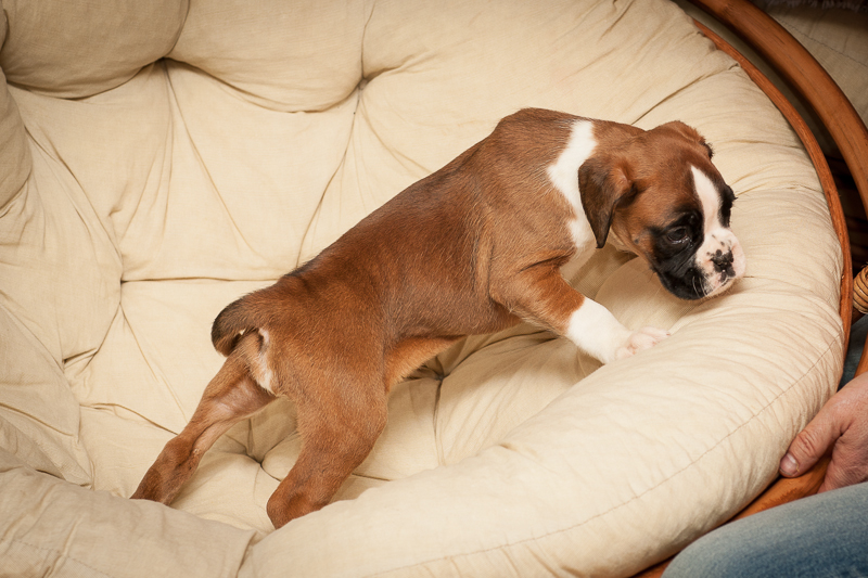 boxer - puppies MK fotograf,Marek Kočan,boxer,popies,
