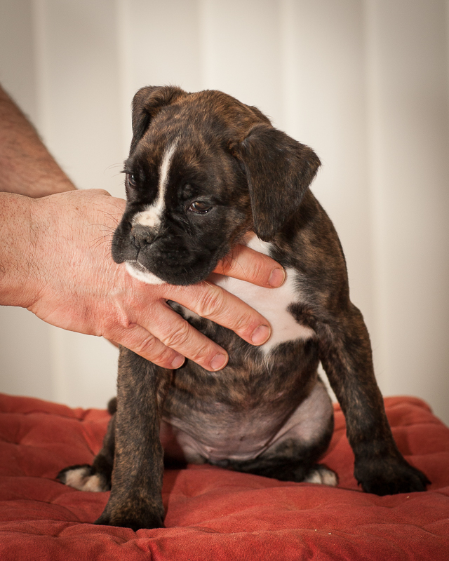 boxer - puppies MK fotograf,Marek Kočan,boxer,popies,