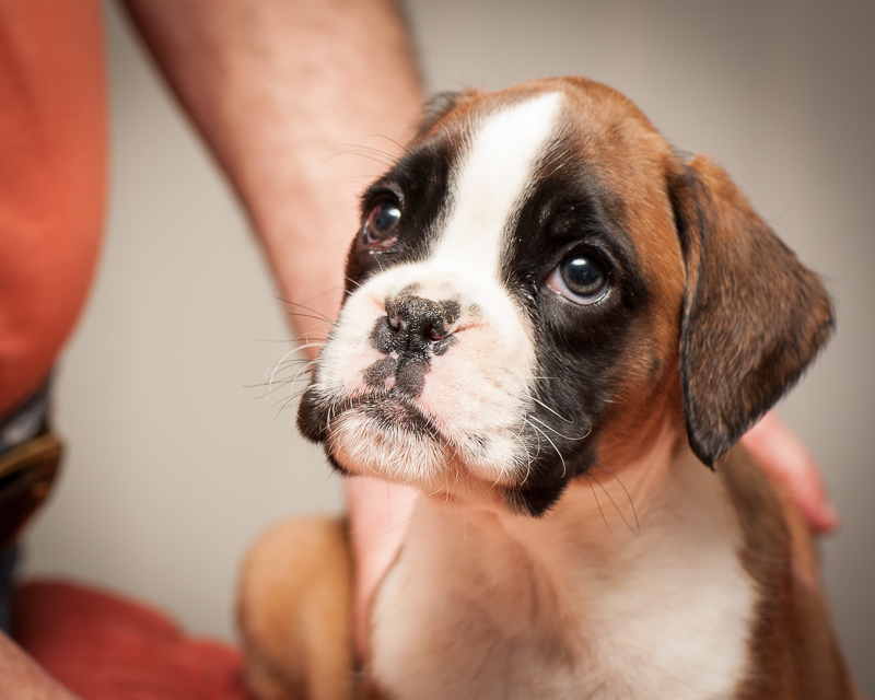 boxer - puppies MK fotograf,Marek Kočan,boxer,popies,