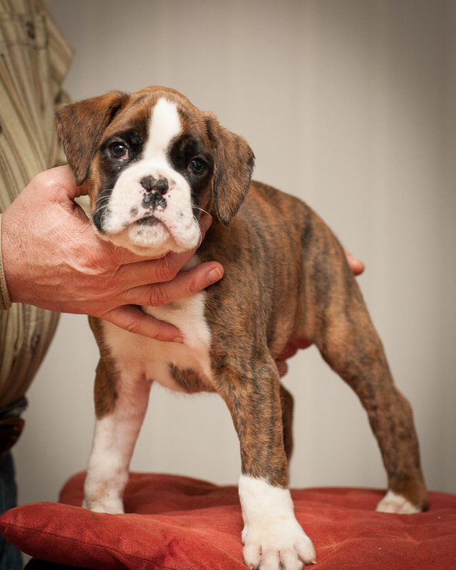 boxer - puppies MK fotograf,Marek Kočan,boxer,popies,