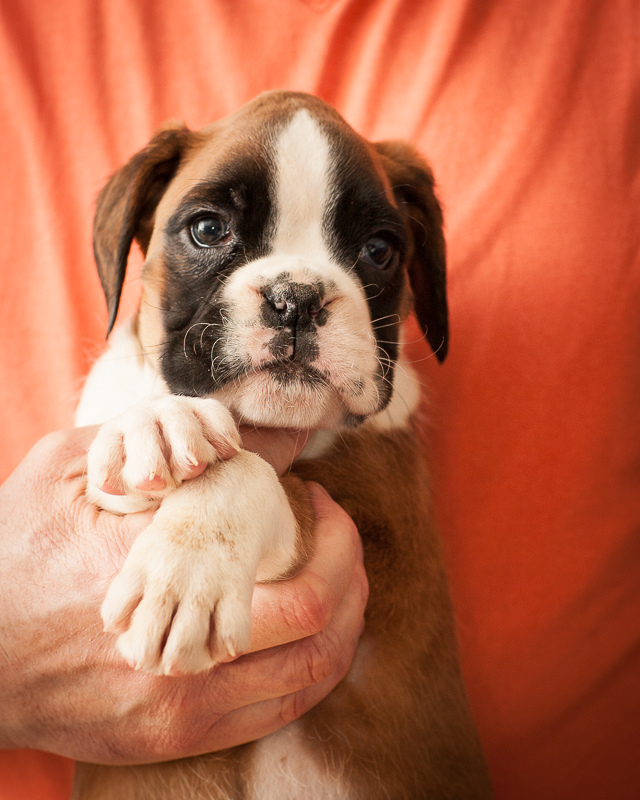 boxer - puppies MK fotograf,Marek Kočan,boxer,popies,