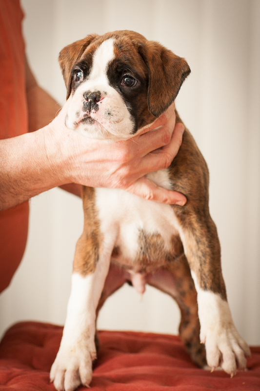 boxer - puppies MK fotograf,Marek Kočan,boxer,popies,