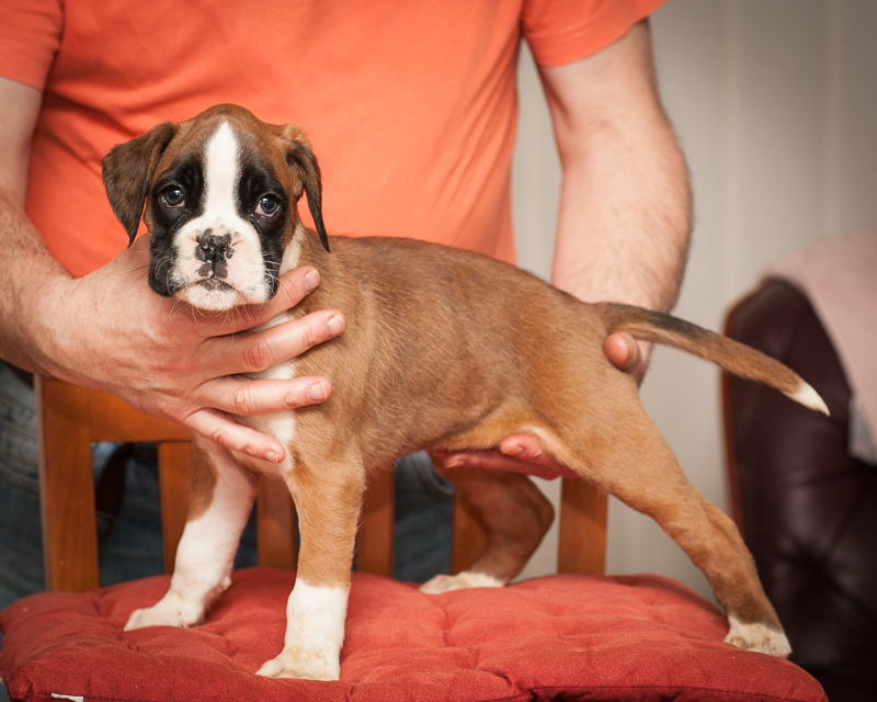 boxer - puppies MK fotograf,Marek Kočan,boxer,popies,