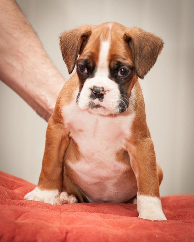 boxer - puppies MK fotograf,Marek Kočan,boxer,popies,