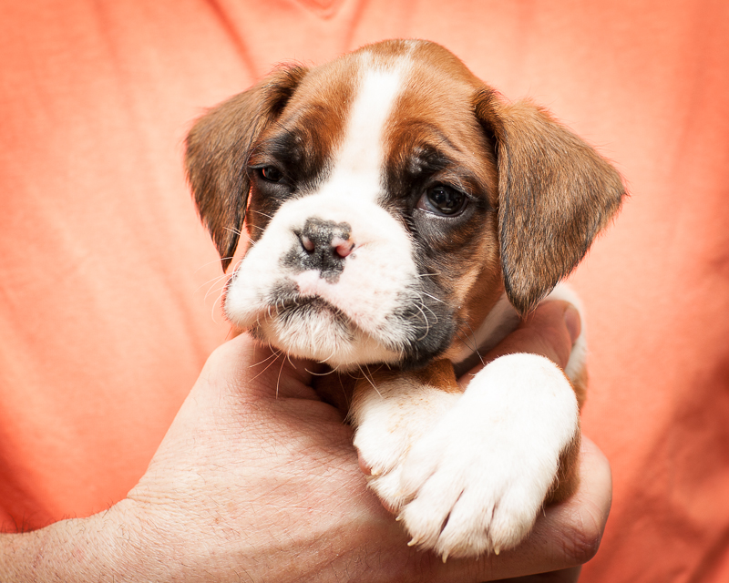 boxer - puppies MK fotograf,Marek Kočan,boxer,popies,