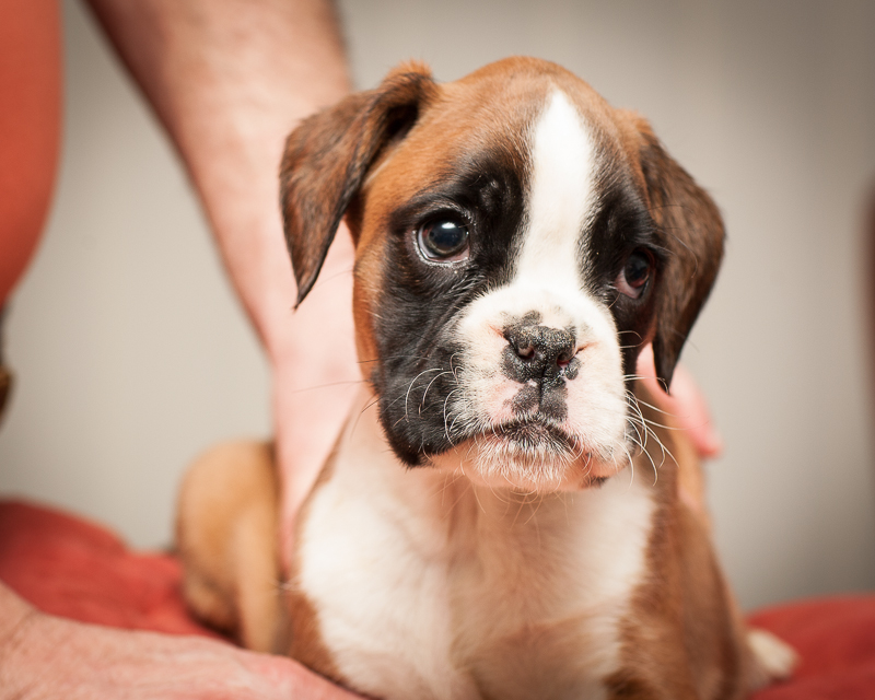 boxer - puppies MK fotograf,Marek Kočan,boxer,popies,