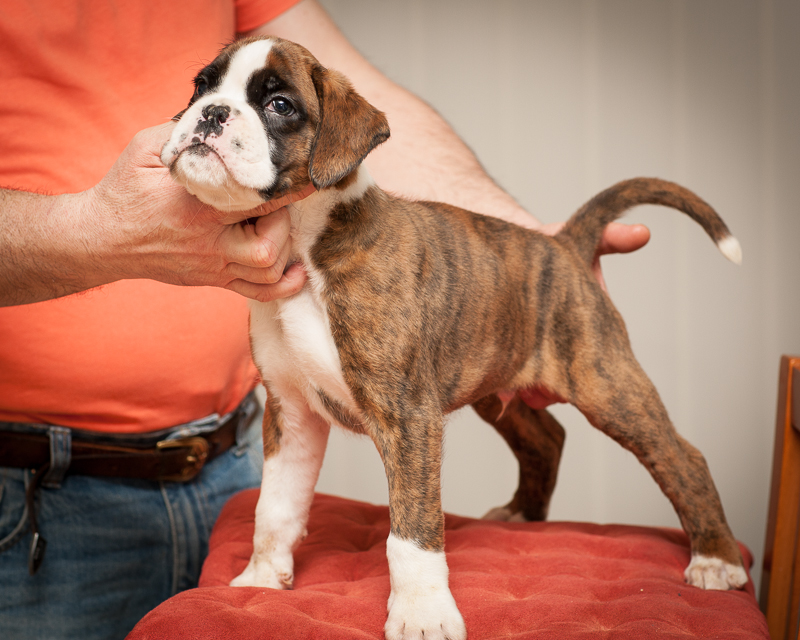 boxer - puppies MK fotograf,Marek Kočan,boxer,popies,