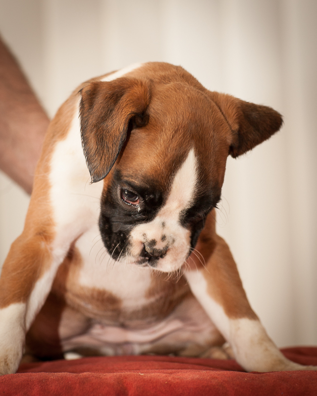 boxer - puppies MK fotograf,Marek Kočan,boxer,popies,