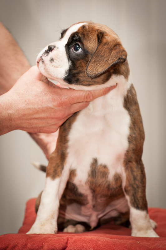 boxer - puppies MK fotograf,Marek Kočan,boxer,popies,