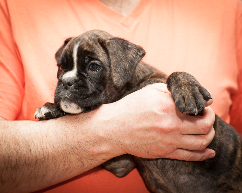 boxer - puppies MK fotograf,Marek Kočan,boxer,popies,