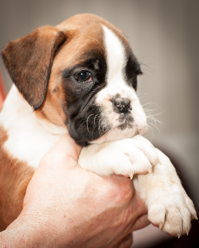 boxer - puppies MK fotograf,Marek Kočan,boxer,popies,