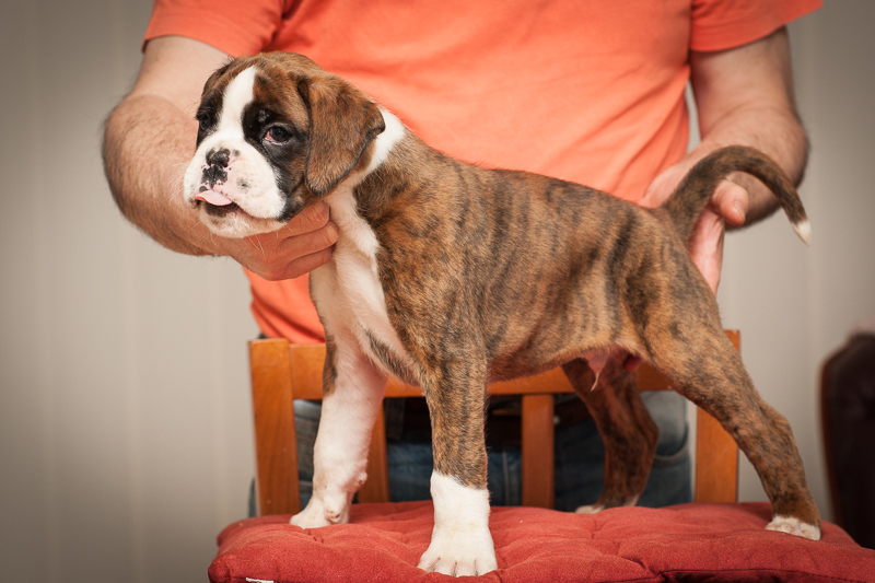 boxer - puppies MK fotograf,Marek Kočan,boxer,popies,
