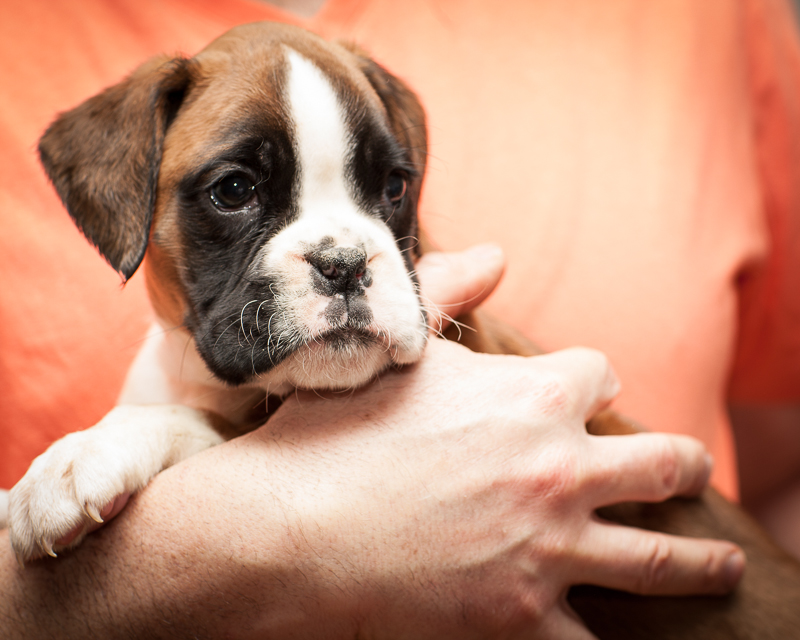 boxer - puppies MK fotograf,Marek Kočan,boxer,popies,
