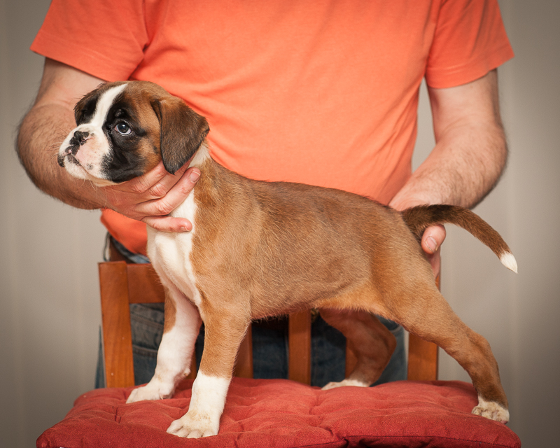 boxer - puppies MK fotograf,Marek Kočan,boxer,popies,