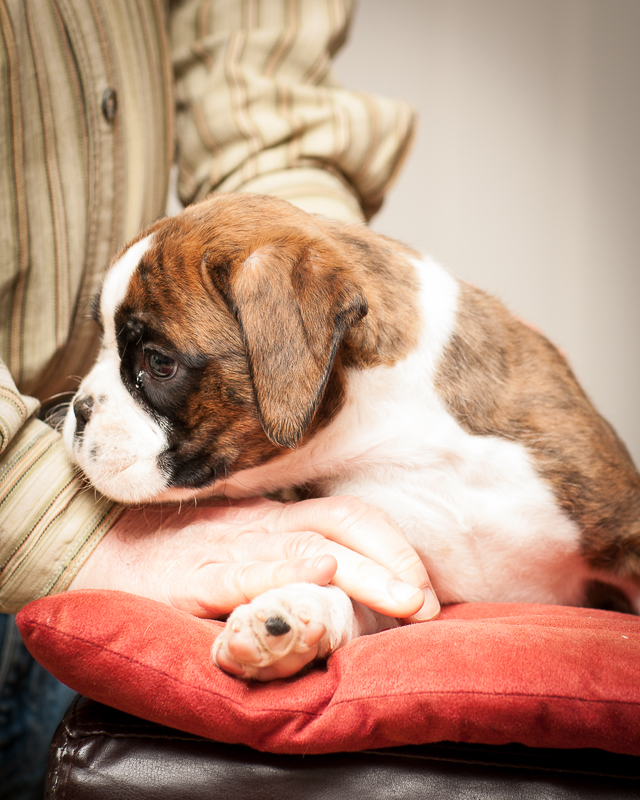 boxer - puppies MK fotograf,Marek Kočan,boxer,popies,