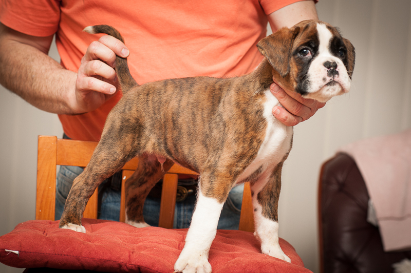boxer - puppies MK fotograf,Marek Kočan,boxer,popies,