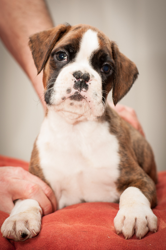 boxer - puppies MK fotograf,Marek Kočan,boxer,popies,