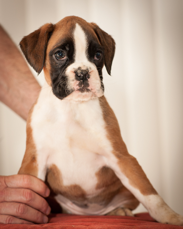 boxer - puppies MK fotograf,Marek Kočan,boxer,popies,