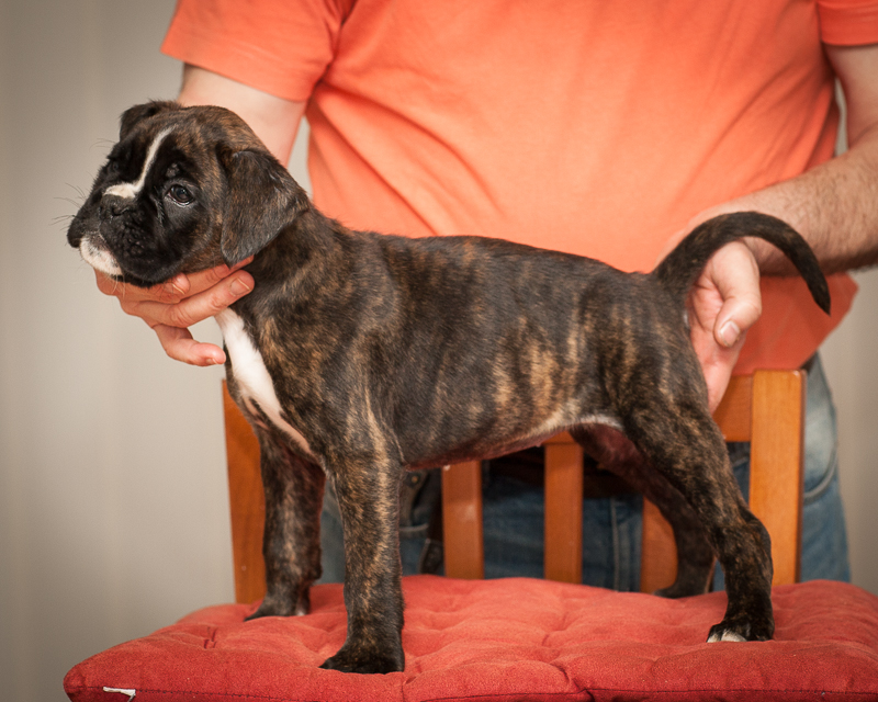 boxer - puppies MK fotograf,Marek Kočan,boxer,popies,