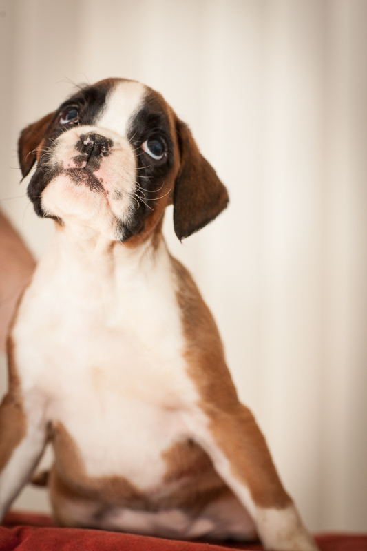 boxer - puppies MK fotograf,Marek Kočan,boxer,popies,